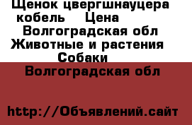 Щенок цвергшнауцера (кобель) › Цена ­ 5 500 - Волгоградская обл. Животные и растения » Собаки   . Волгоградская обл.